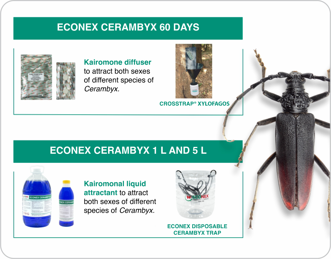 Cerambyx biocontrol scheme