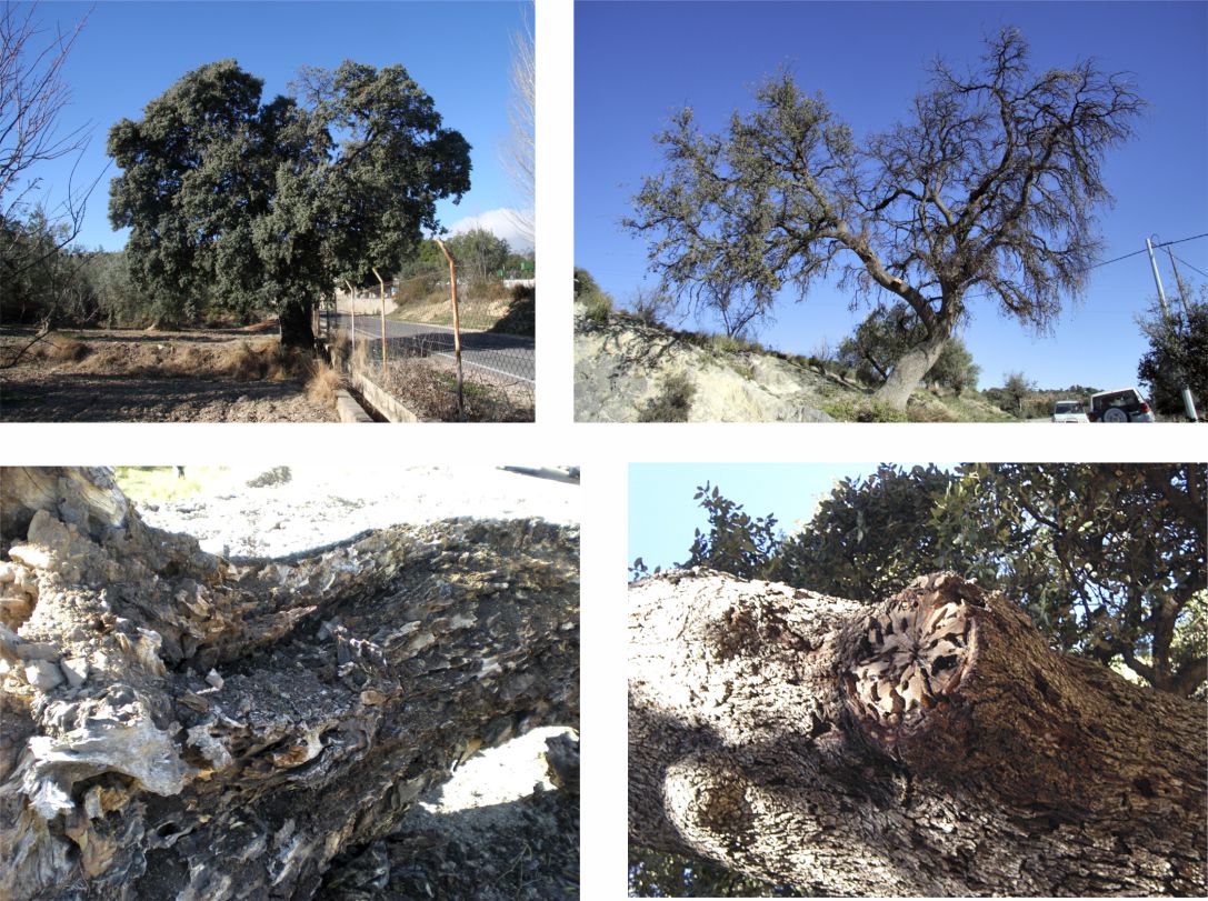 Tree damage
