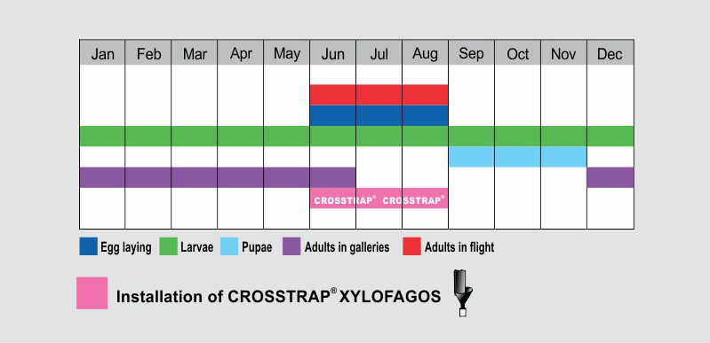 Phenology of Cerambyx cerdo