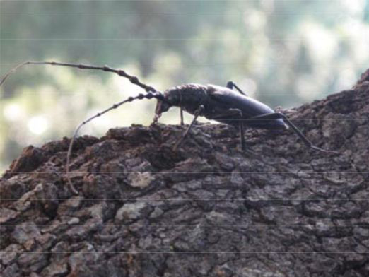 Cerambyx cerdo female laying the clutch